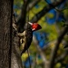 Datel svetlezoby - Campephilus guatemalensis - Pale-billed woodpecker 2917